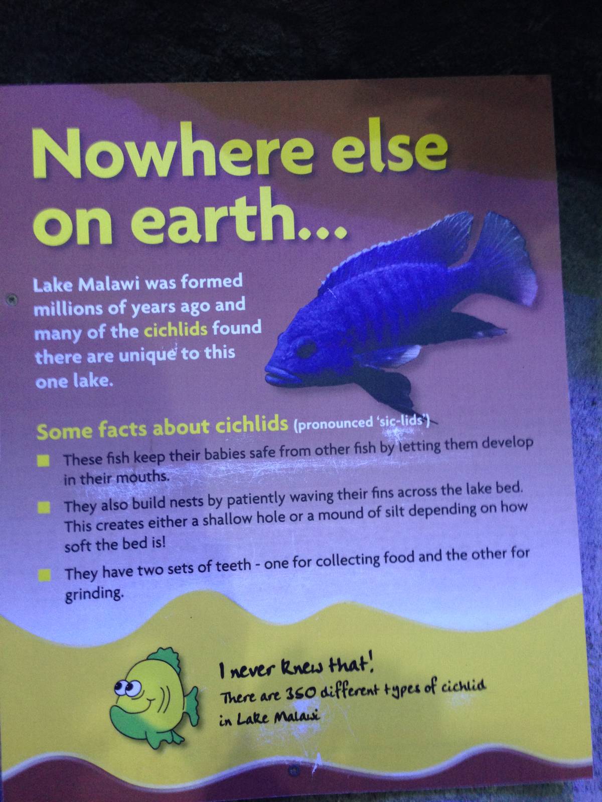 African Cichlid Signage at Blue Planet Aquarium - 05/10/2013