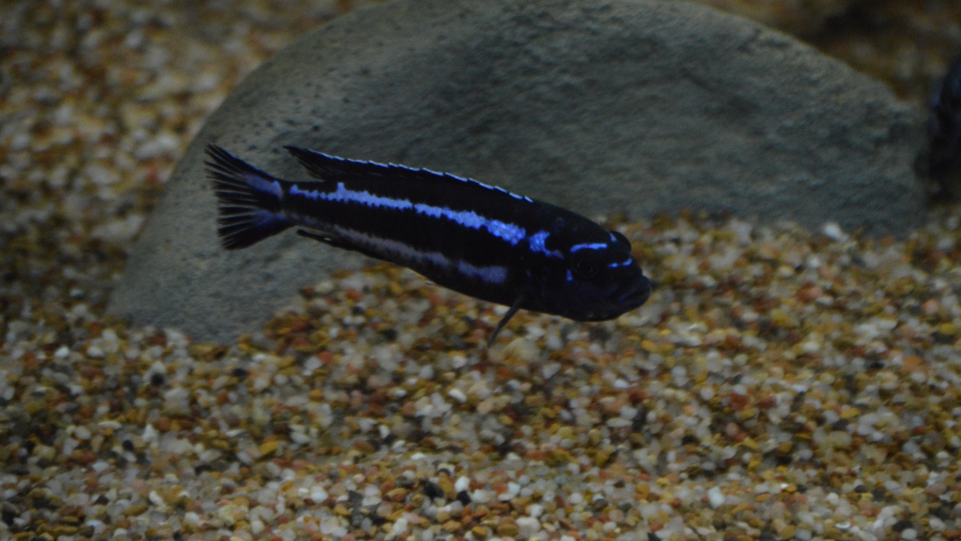 African Cichlid Species ID (Pseudotropheus demasoni?)