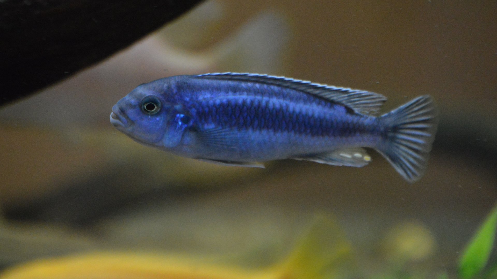 African Cichlid Species ID