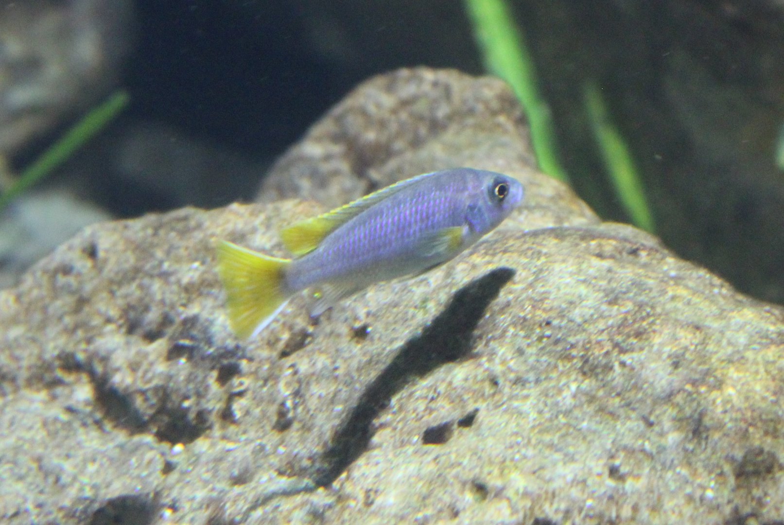 African cichlid-species