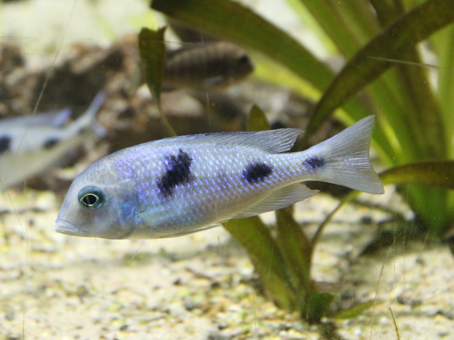 African cichlid-species