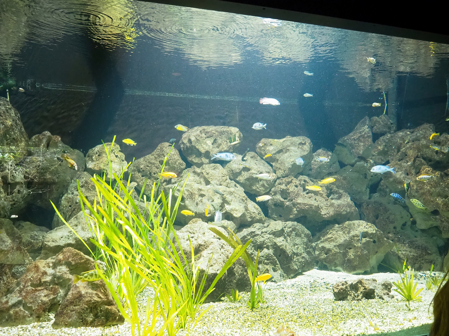 African cichlid tank, 2023-08-17