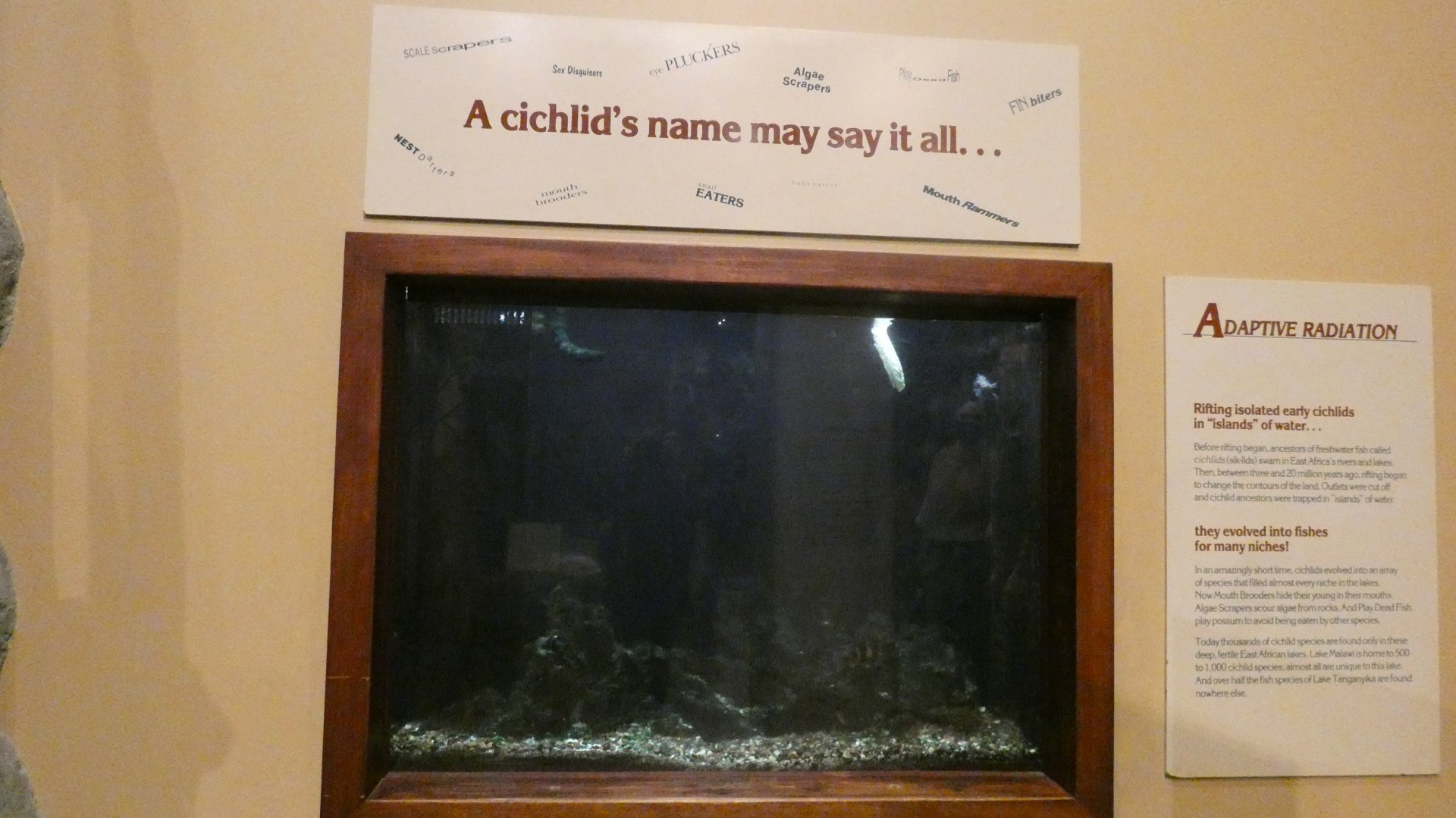 African Cichlid Tank, Africa - Feb. 2022