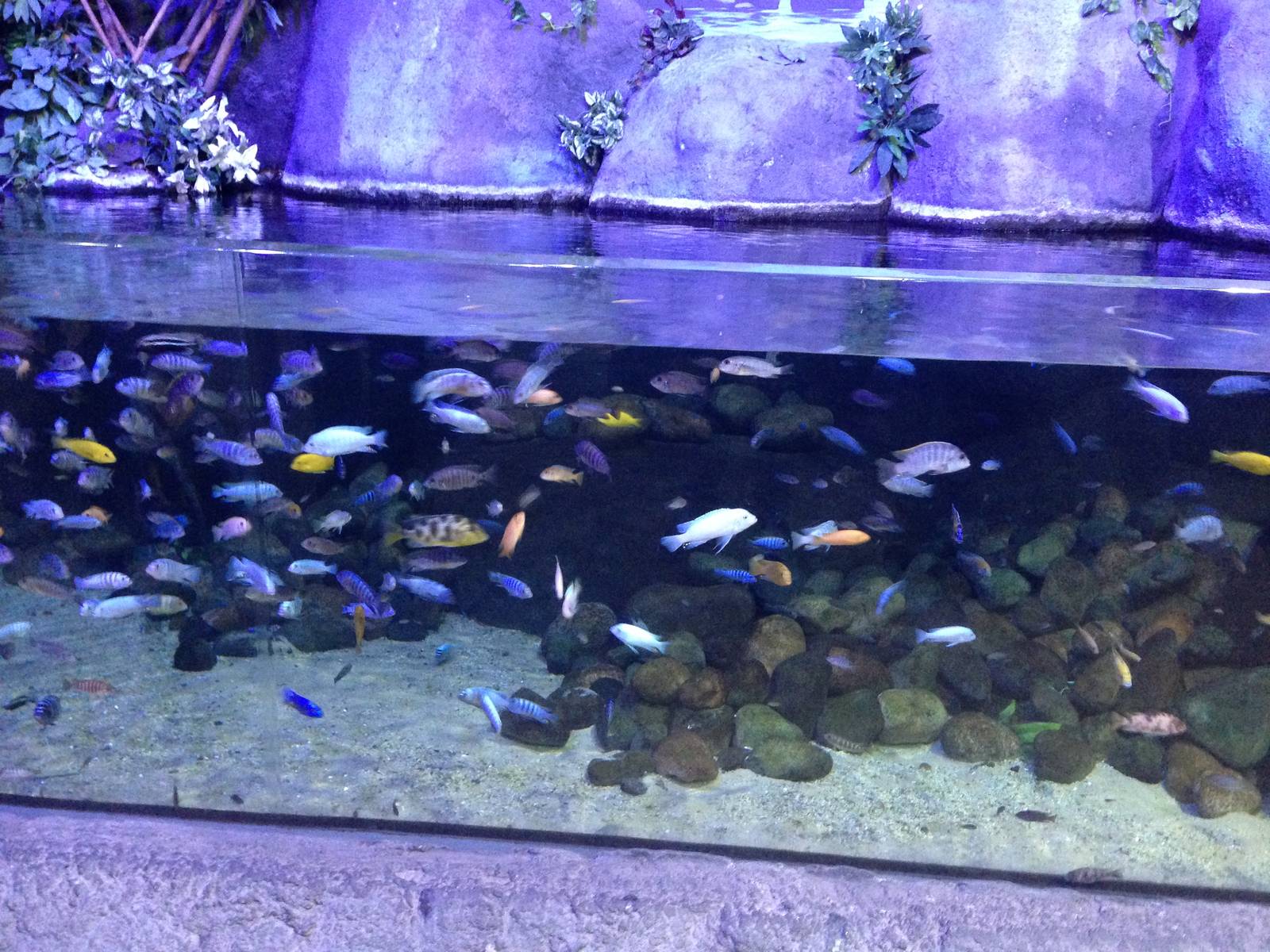 African Cichlid Tank at Blue Planet Aquarium - 05/10/2013