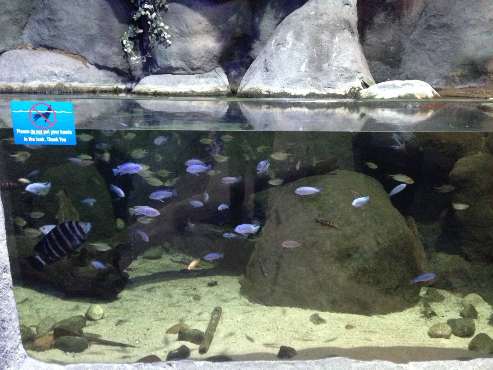 African Cichlid Tank at Blue Planet Aquarium - 05/10/2013