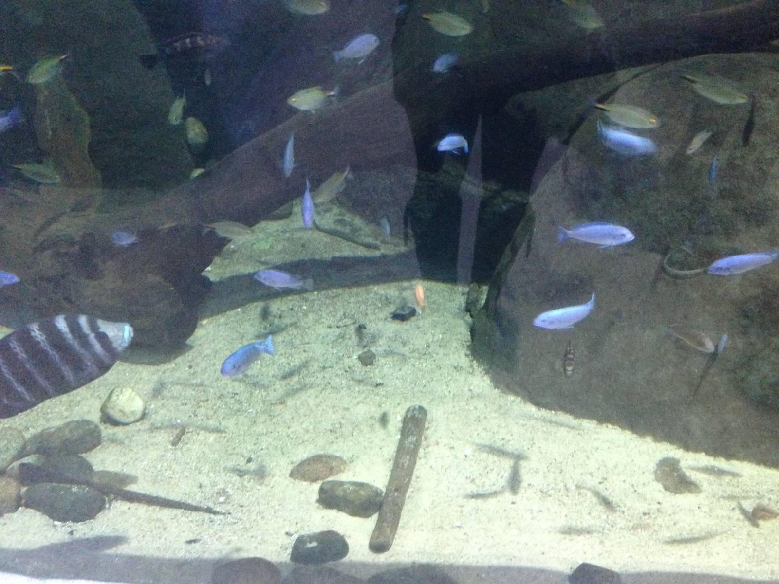 African Cichlid Tank at Blue Planet Aquarium - 05/10/2013