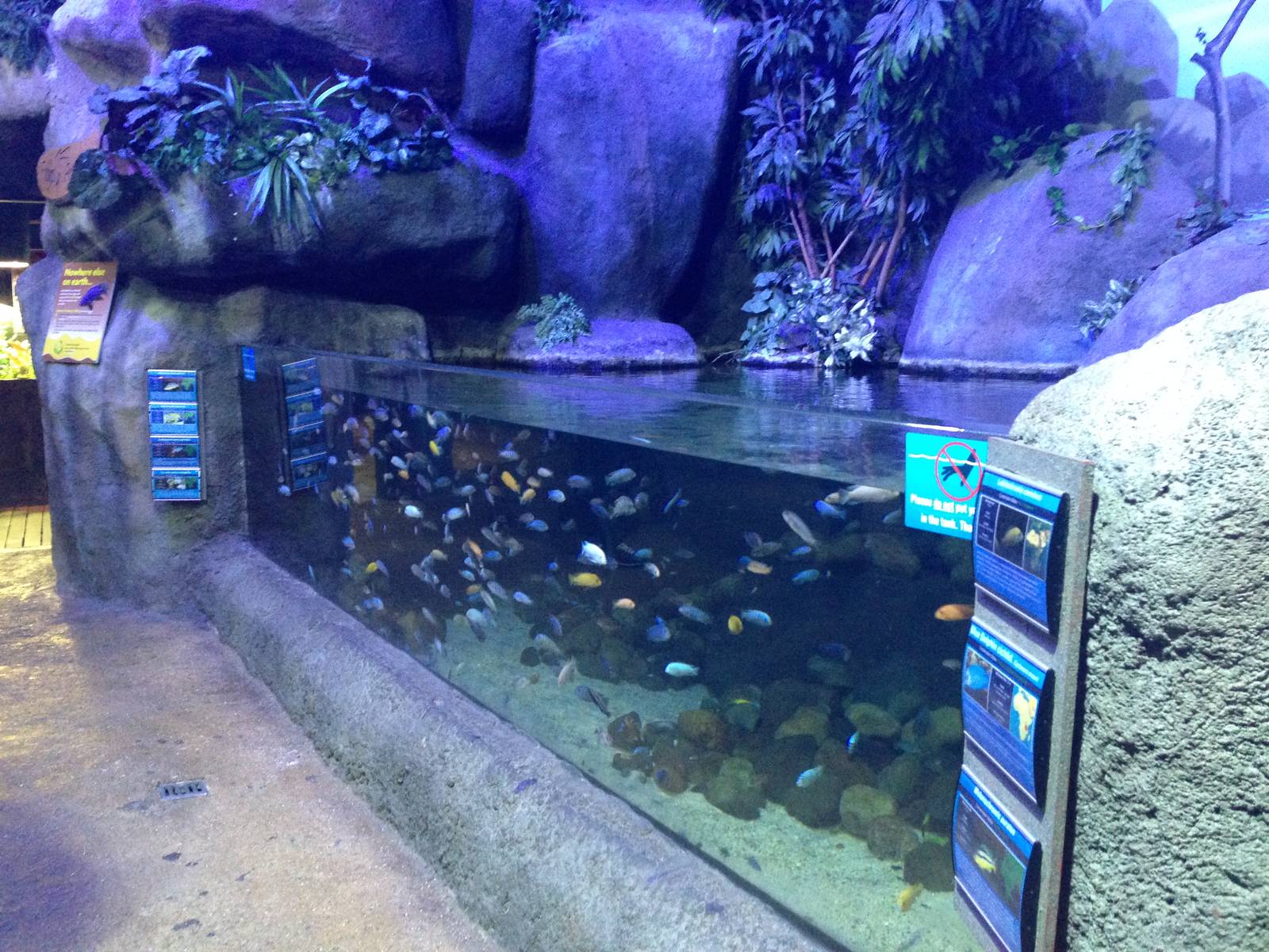 African Cichlid Tank at Blue Planet Aquarium - 05/10/2013