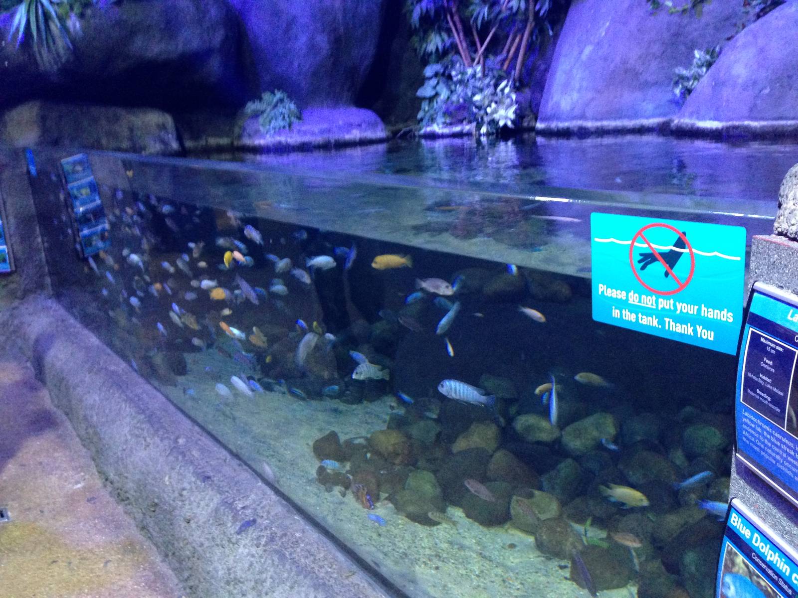 African Cichlid Tank at Blue Planet Aquarium - 05/10/2013