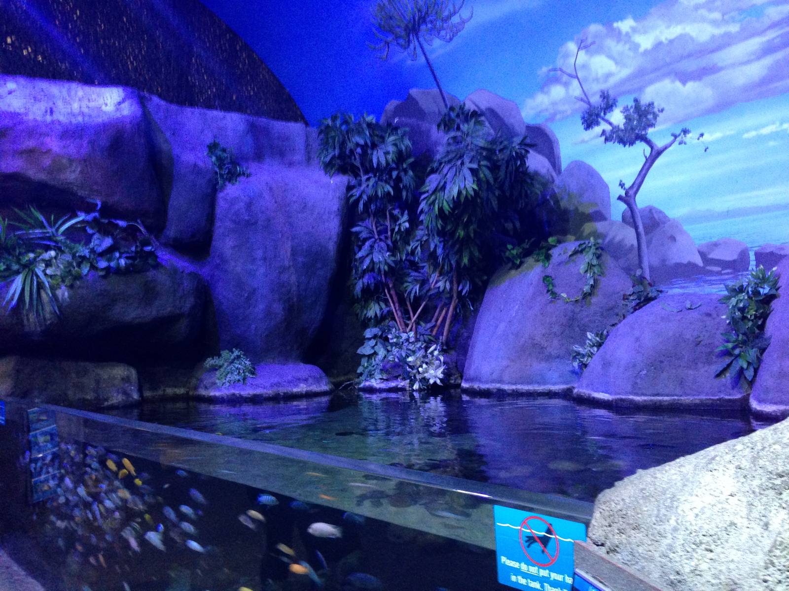 African Cichlid Tank at Blue Planet Aquarium - 05/10/2013