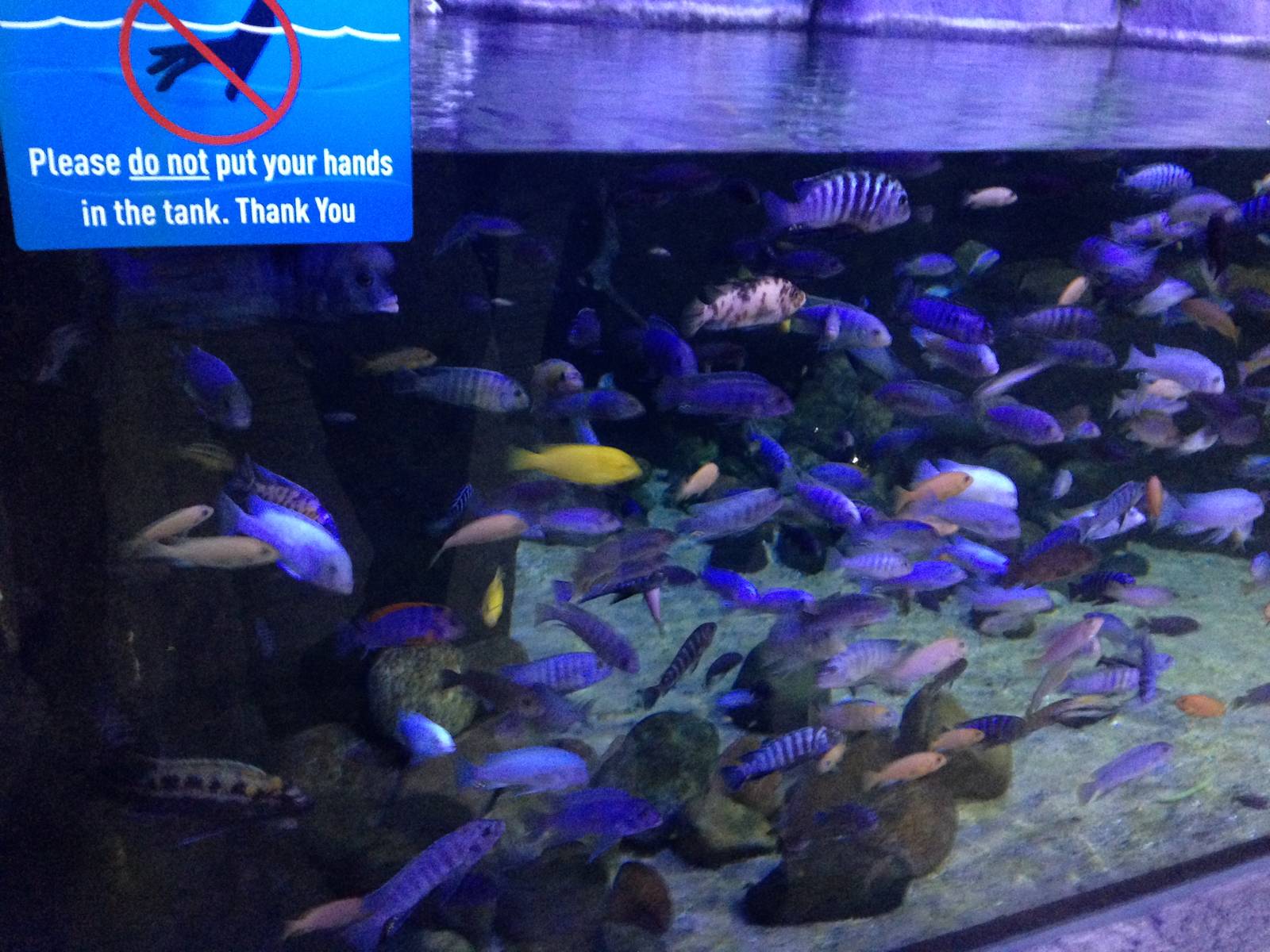 African Cichlid Tank at Blue Planet Aquarium - 05/10/2013