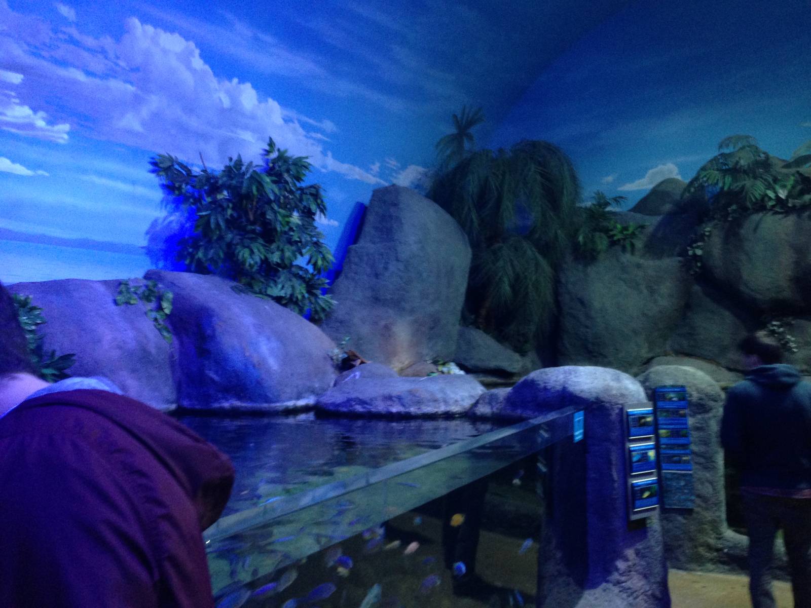 African Cichlid Tank at Blue Planet Aquarium - 05/10/2013