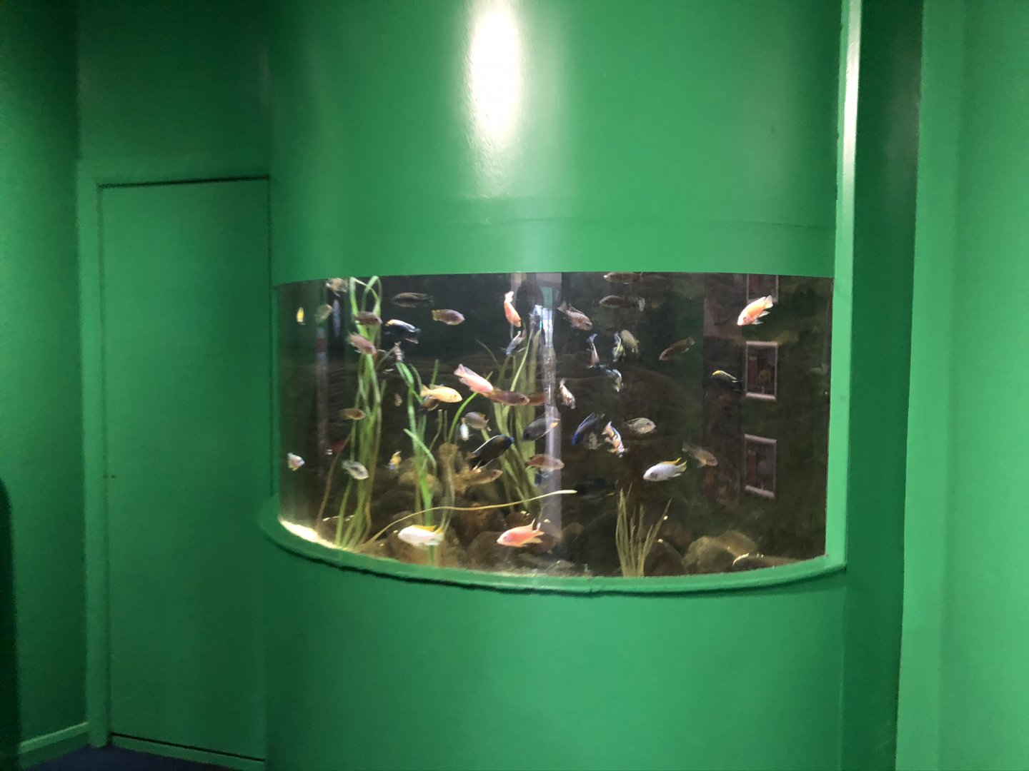 African Cichlid Tank at Tynemouth Aquarium (2019)