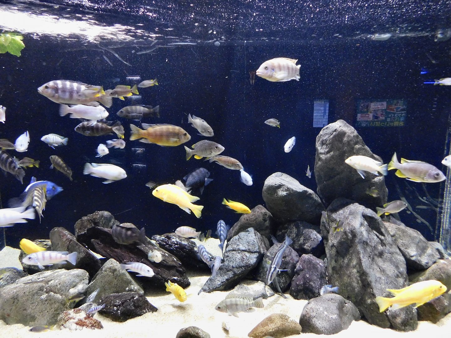 African Cichlid Tank - Kawasui Kawasaki Aquarium October 8, 2025