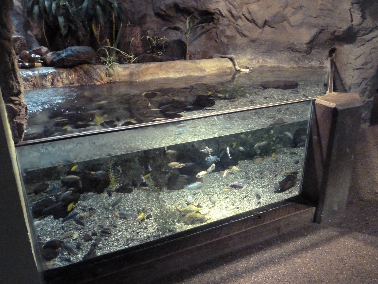 African Cichlid Tank