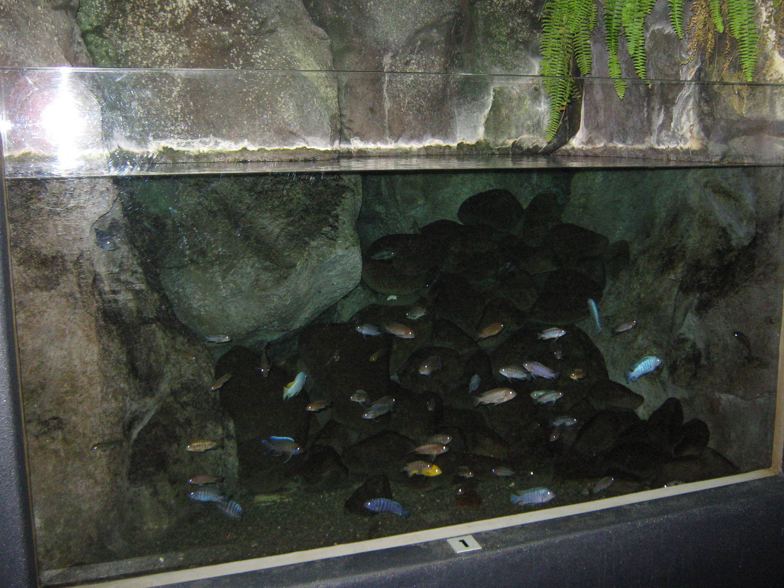 African cichlid tank