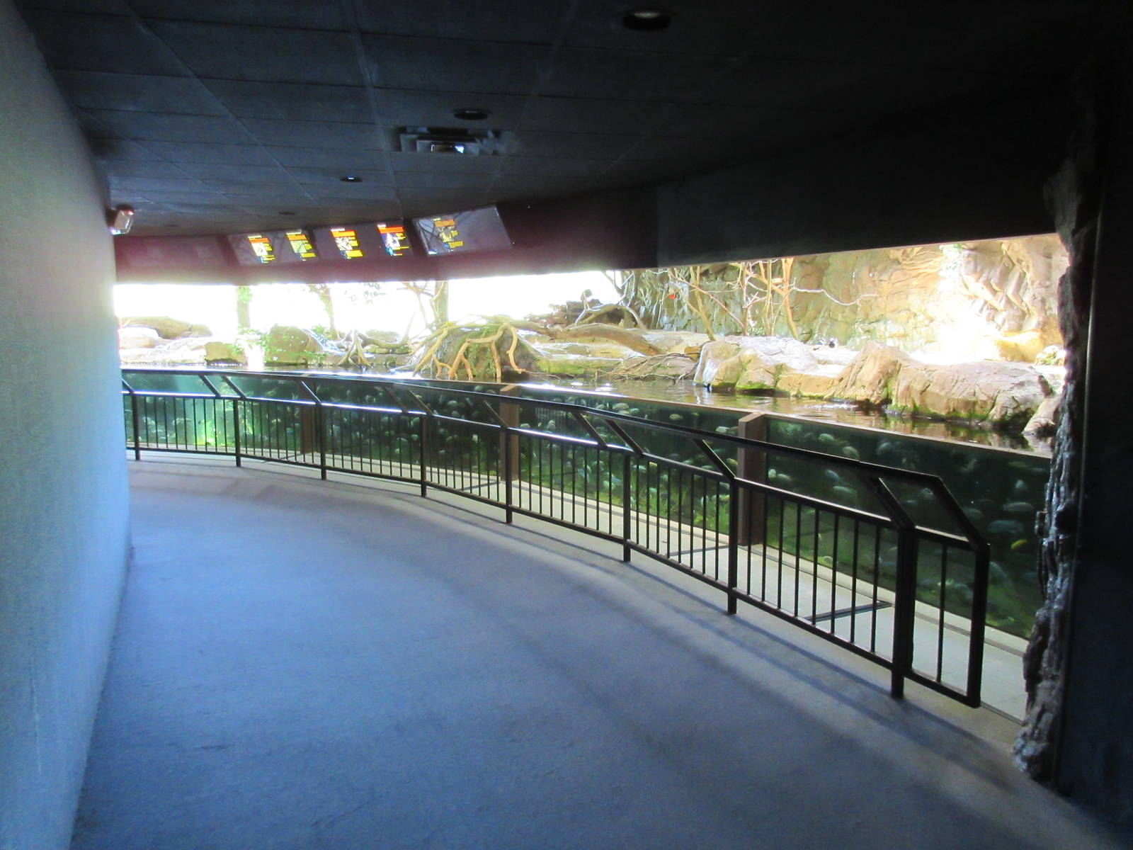 African Cichlid Tank