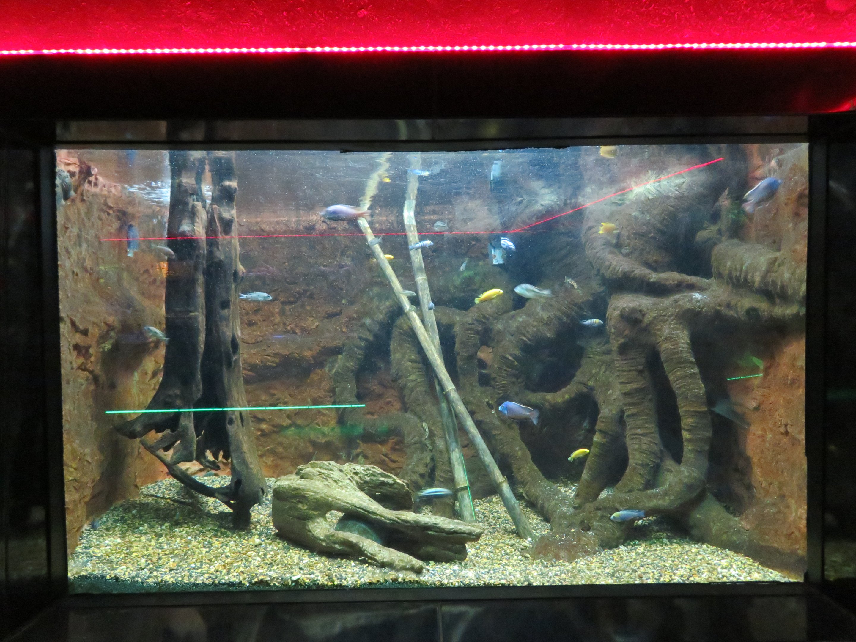 African Cichlid Tank