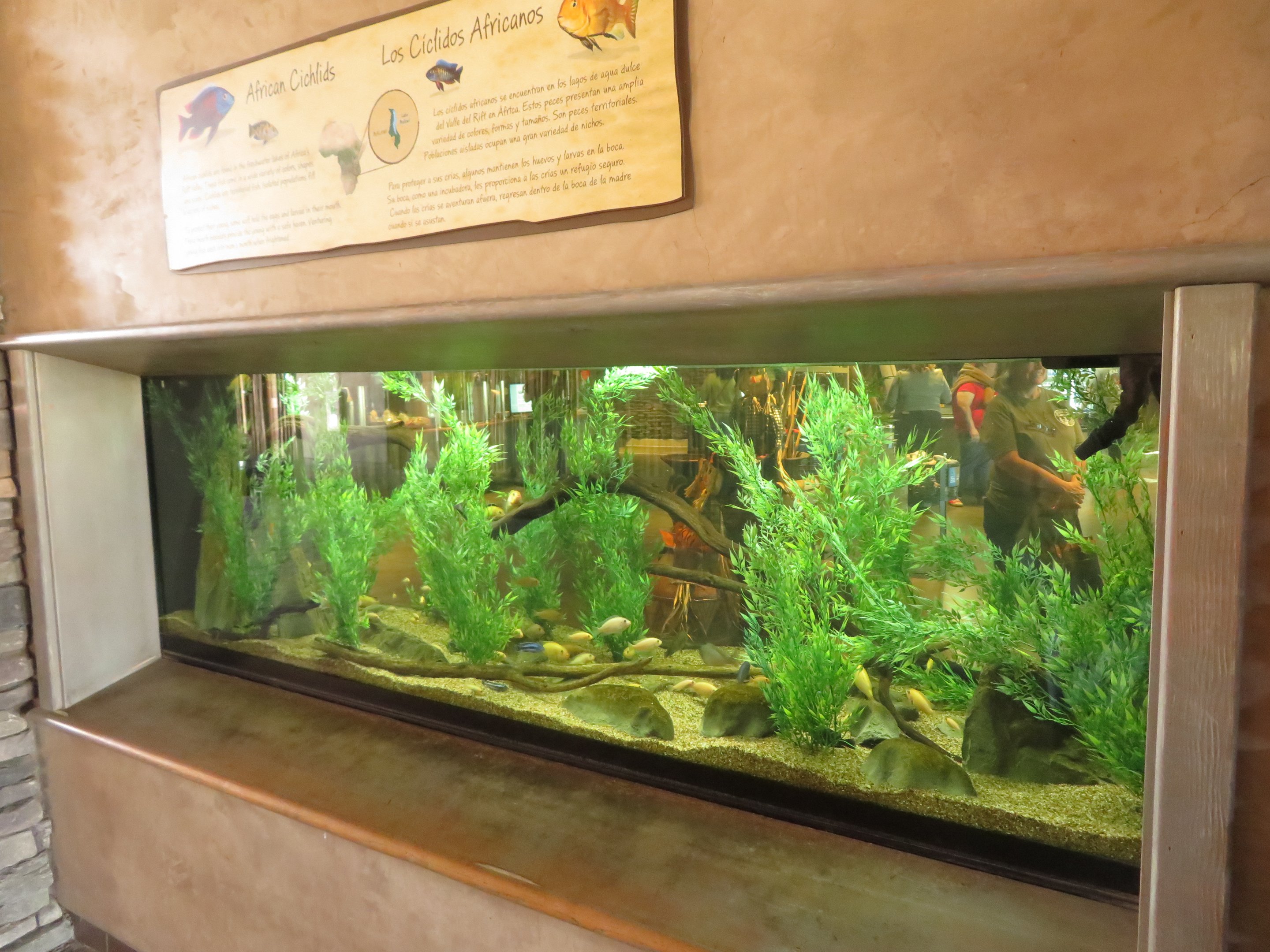 African Cichlid Tank