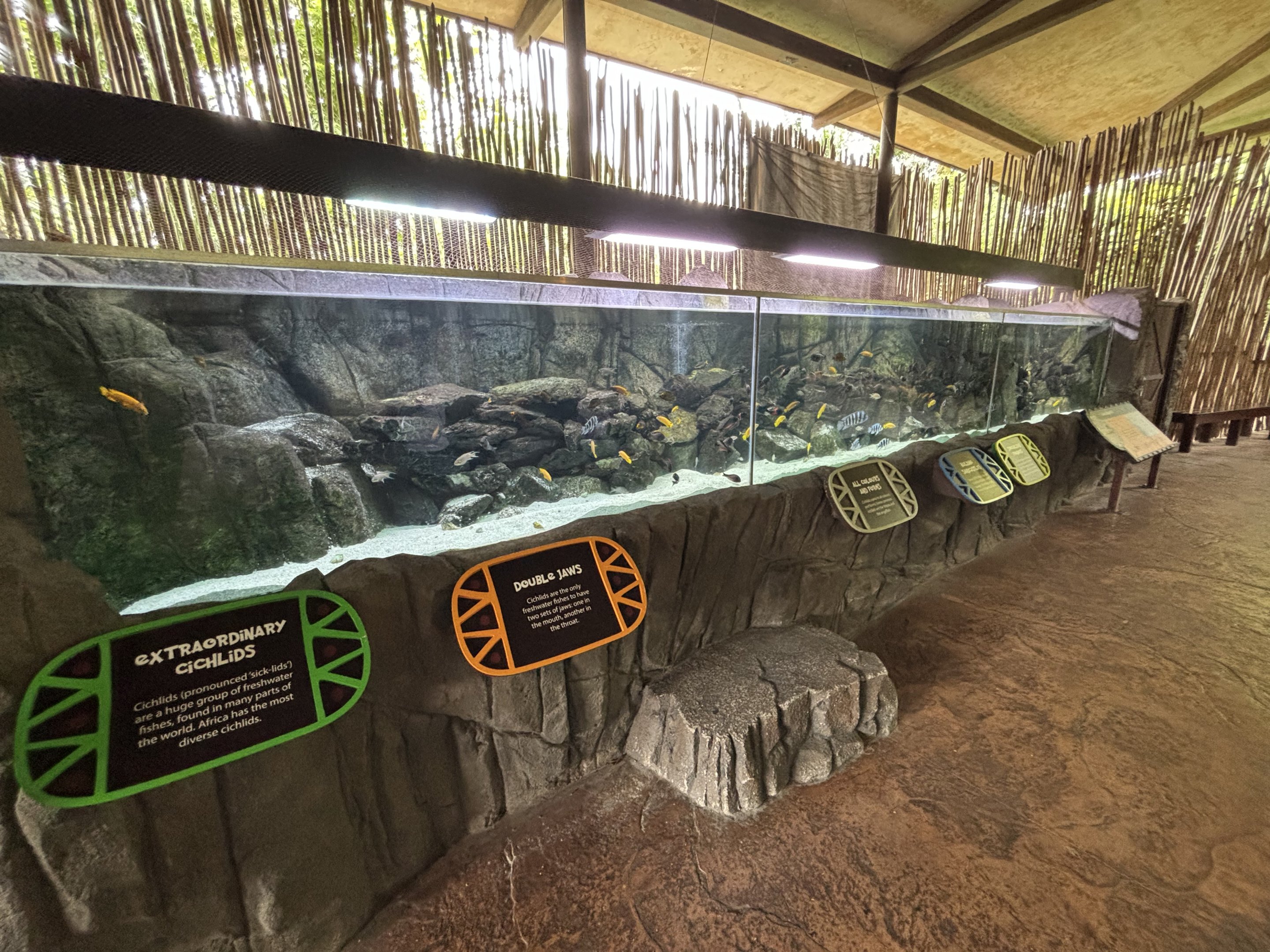 African Cichlid Tank
