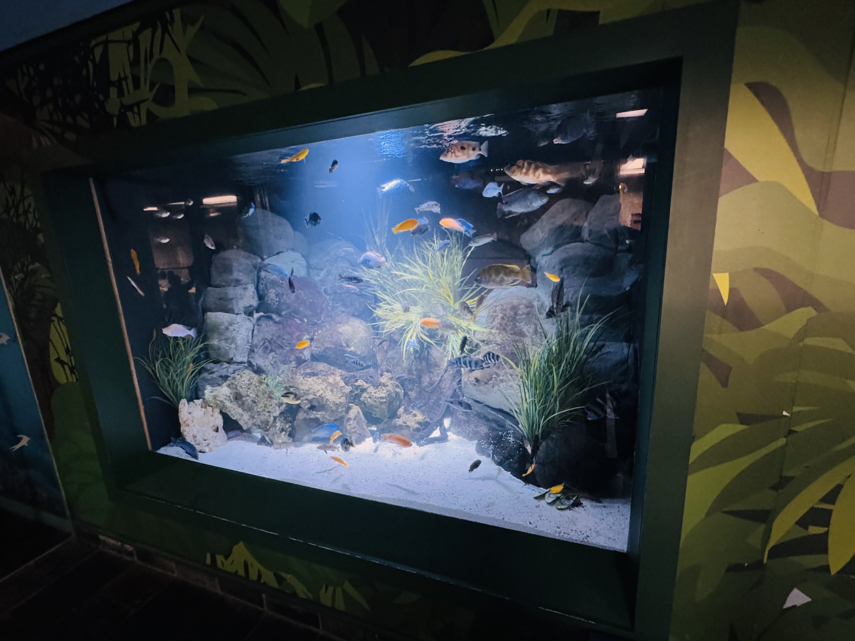 African cichlid tank