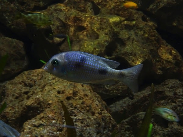 African cichlid