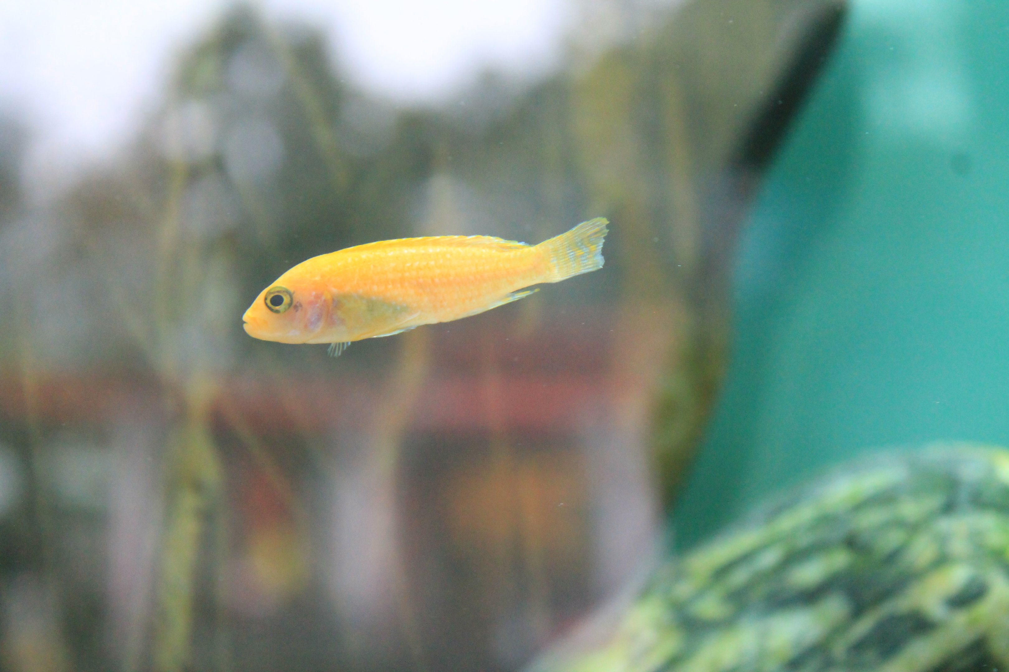African Cichlid