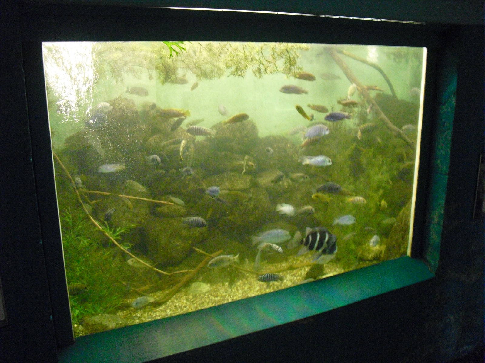 African Cichlids - 12/10/2011