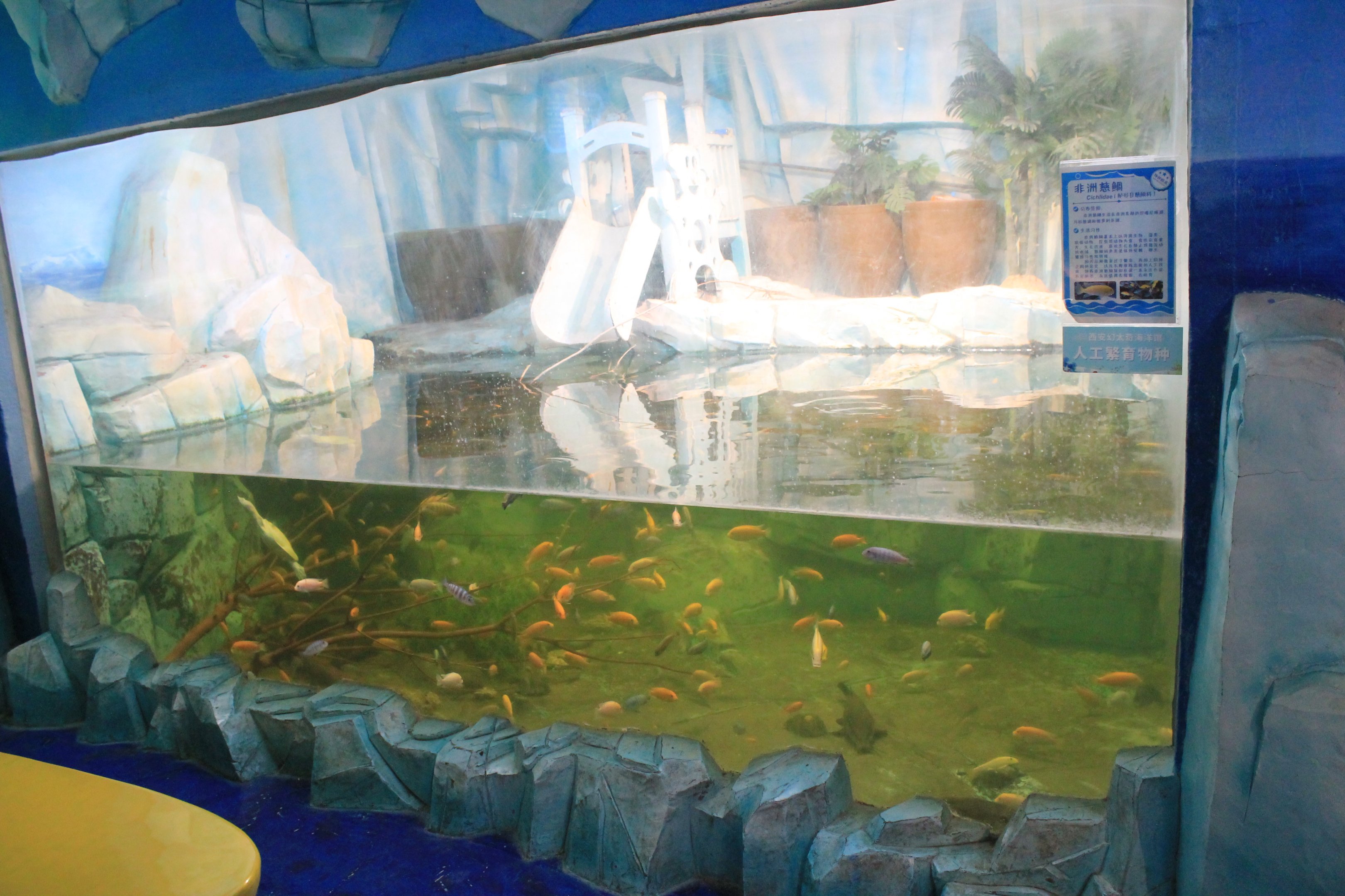 African Cichlids at Fantasy Aquarium, Xi'an