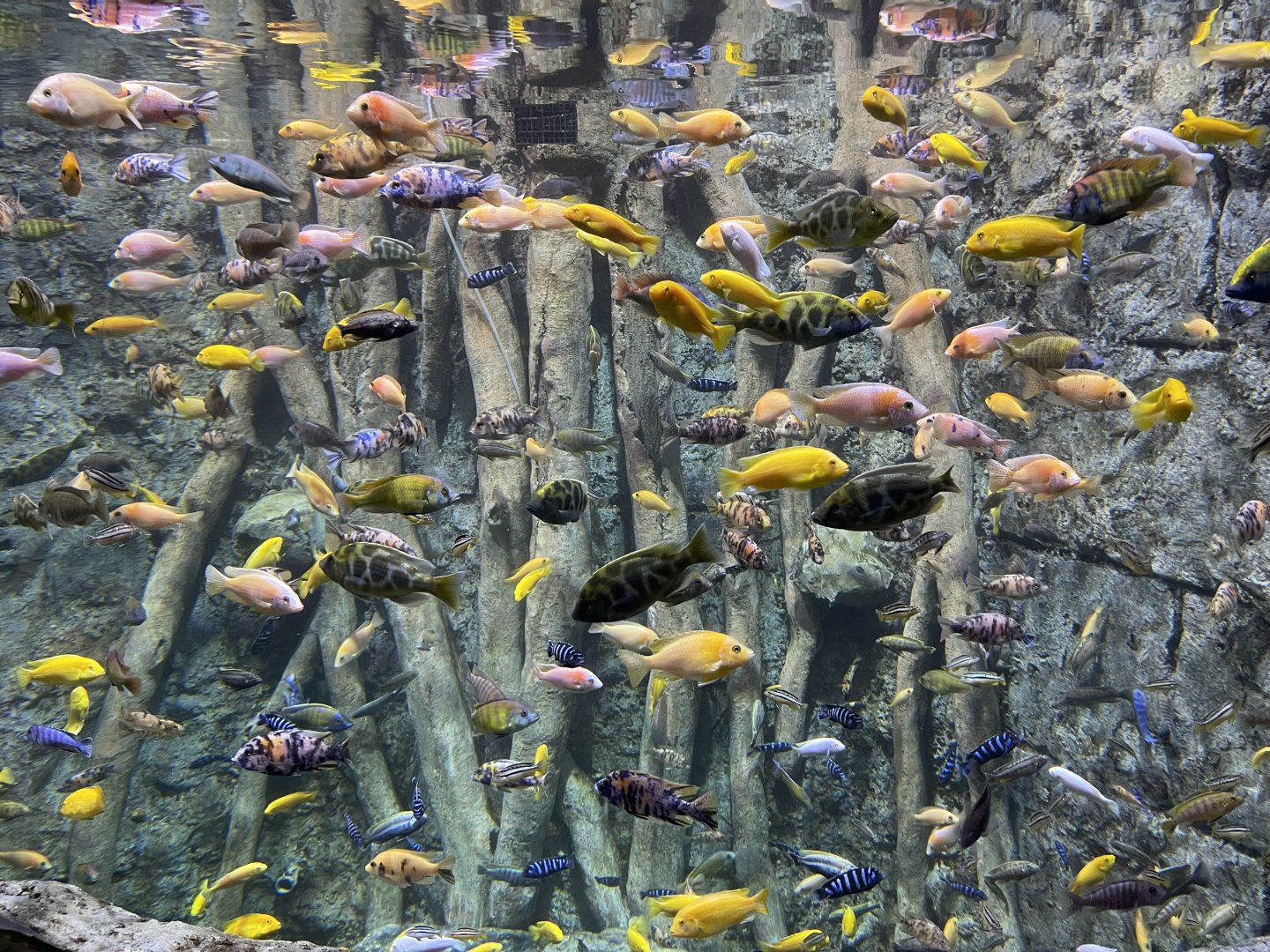 african cichlids - BX Sea