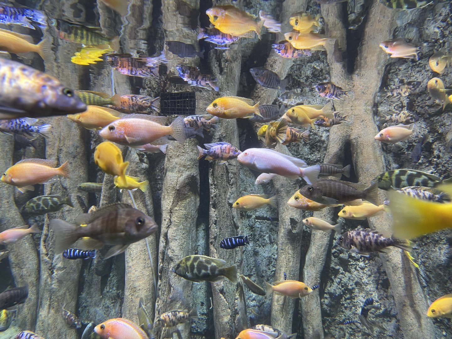 african cichlids - BX Sea