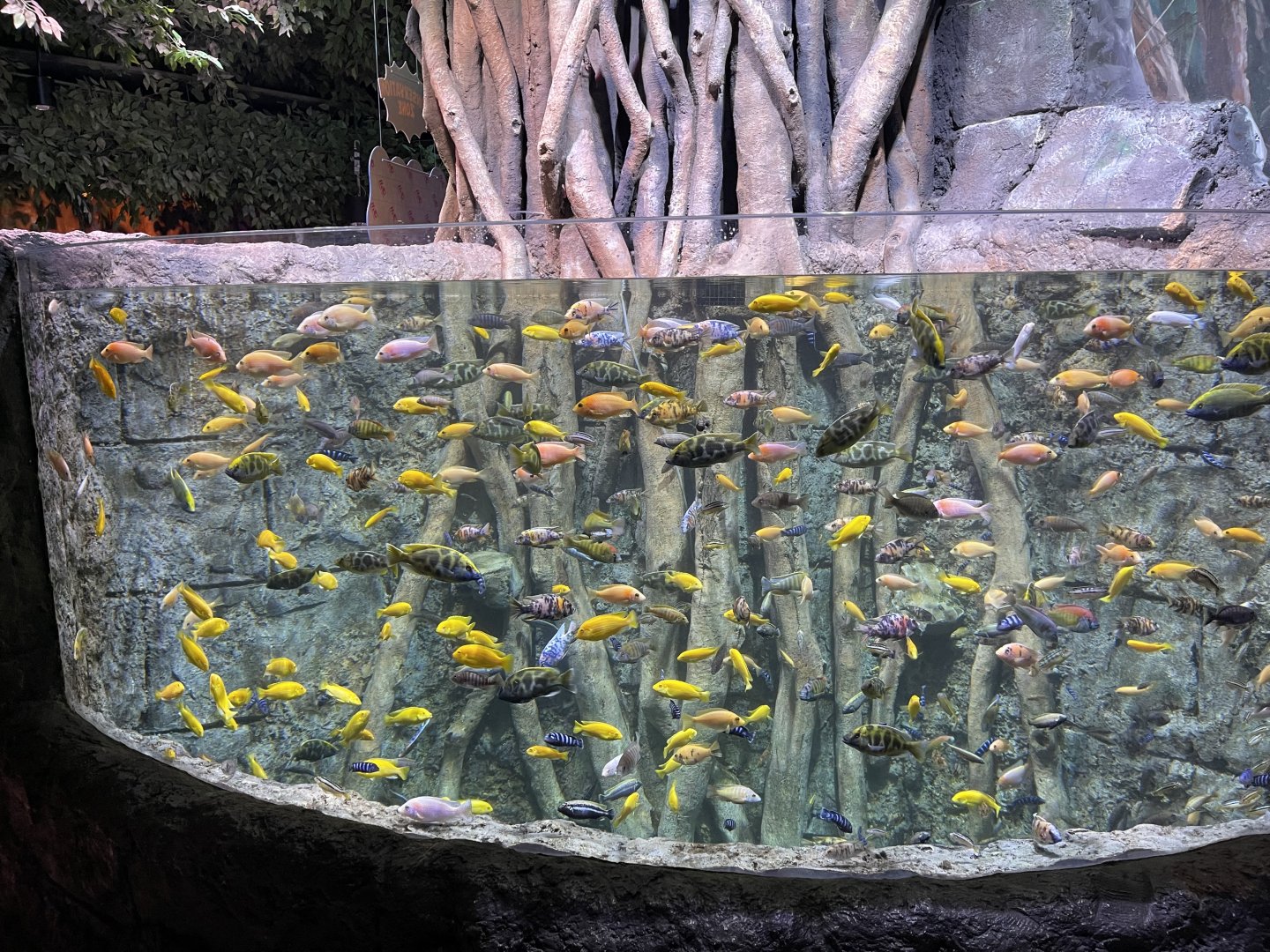 african cichlids exhibit - BX Sea