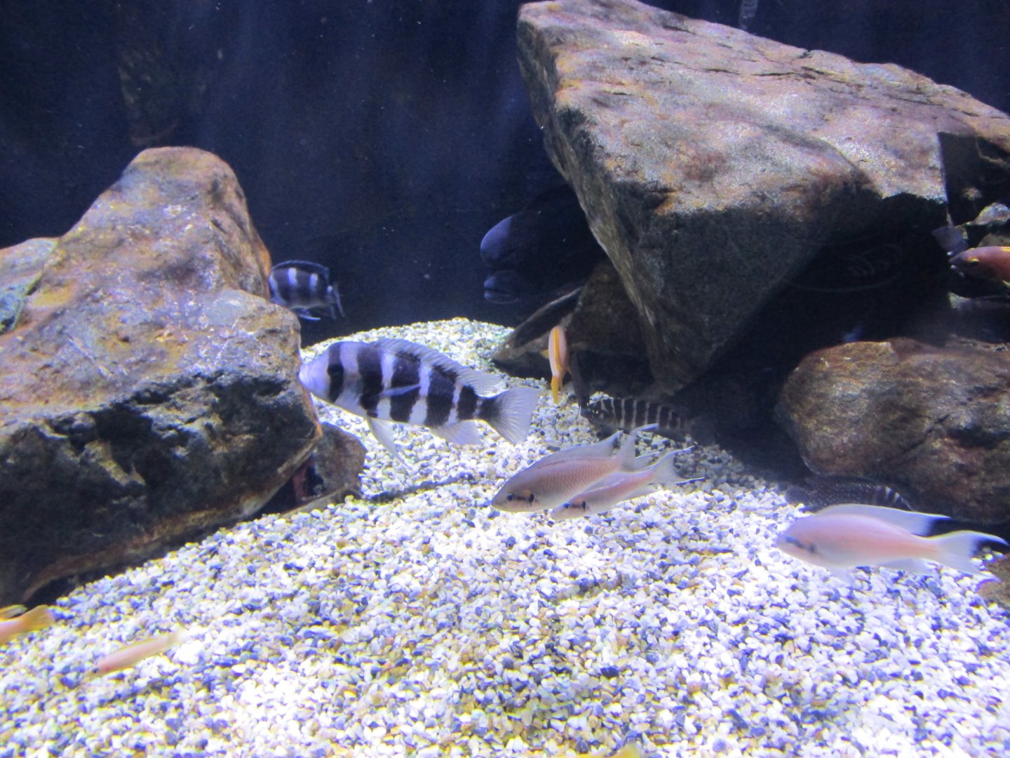 African cichlids from Lake Tanganyika