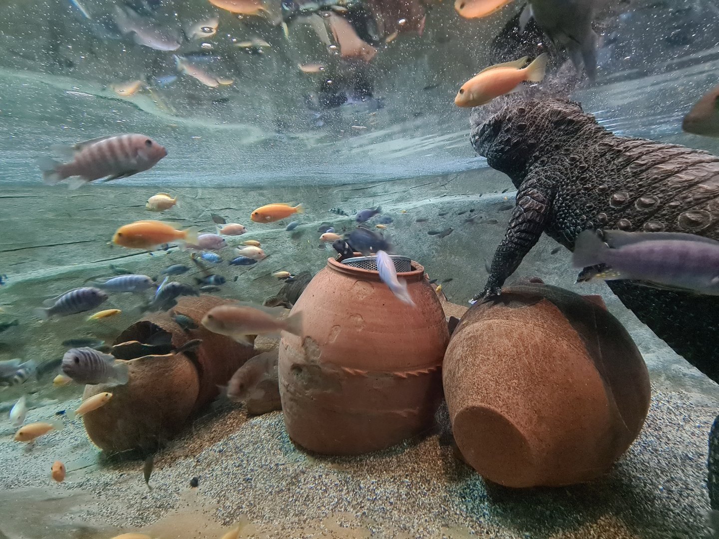 African Cichlids ID