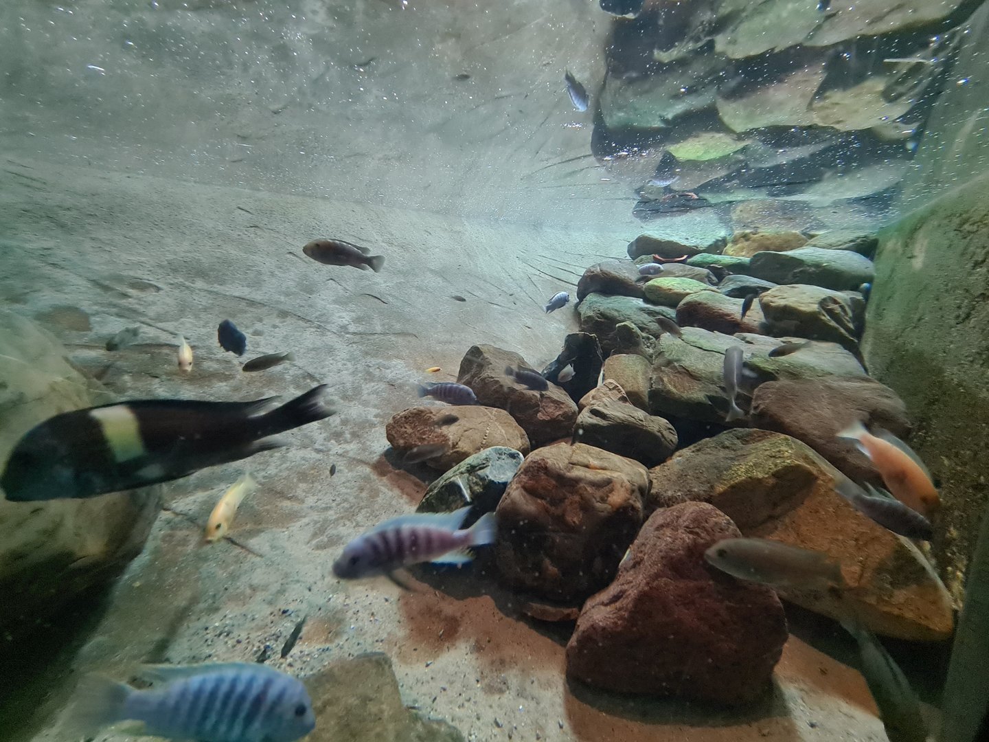 African Cichlids ID