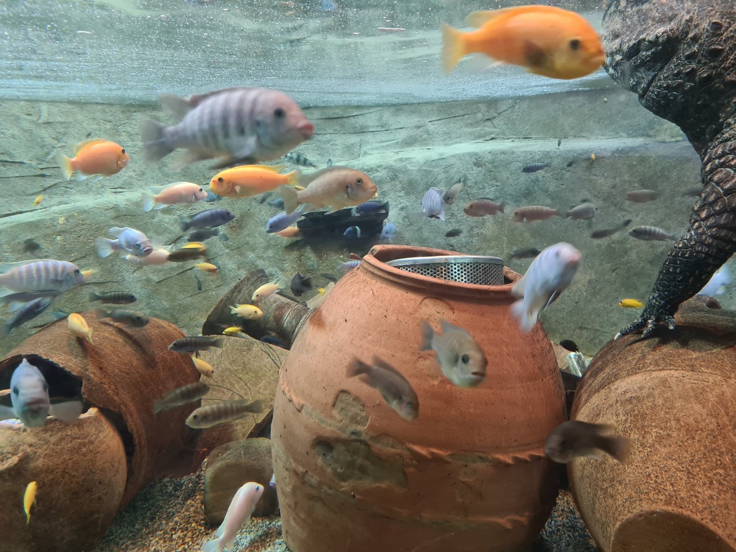 African Cichlids ID