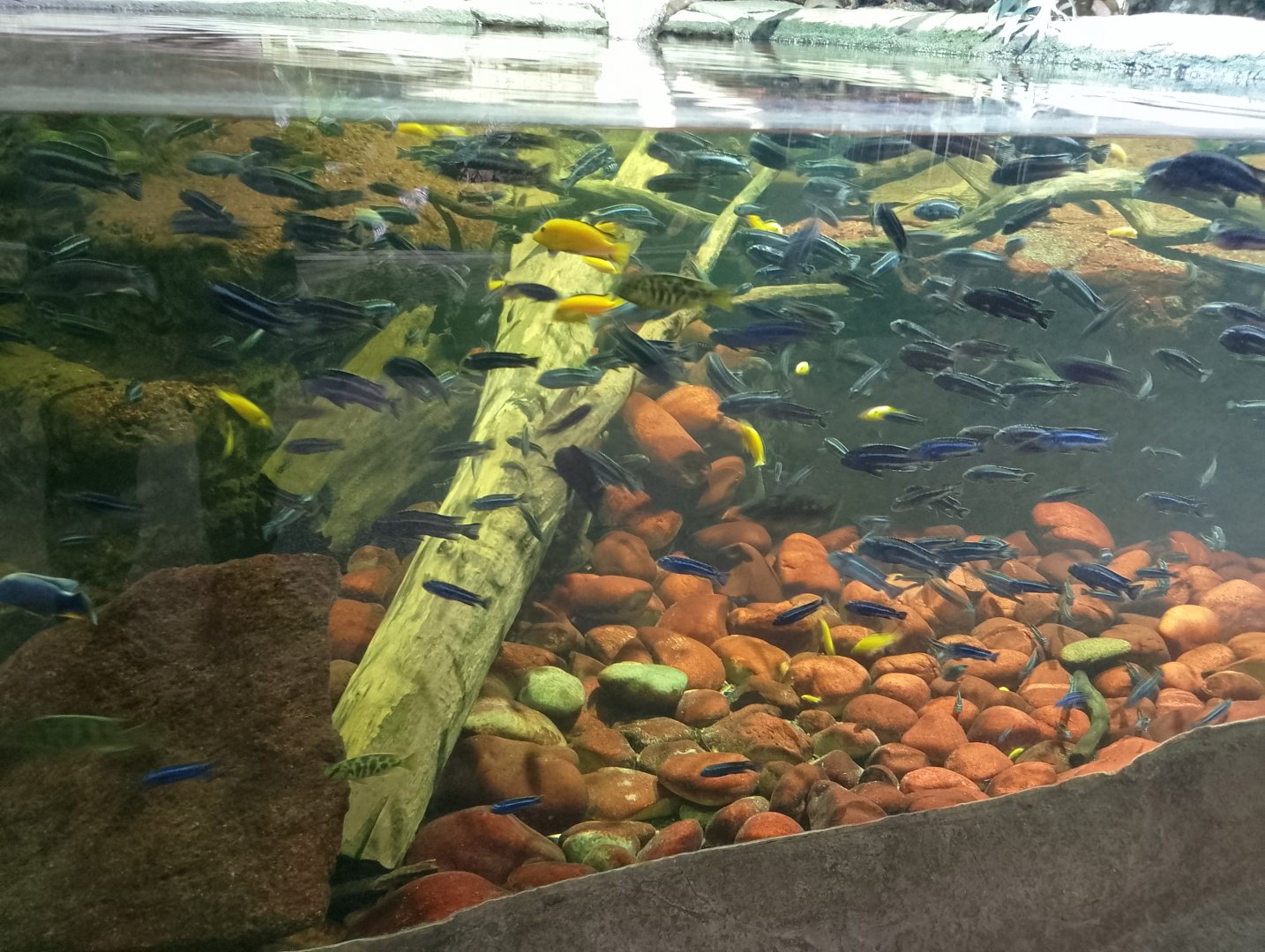 African cichlids in crocodile pool