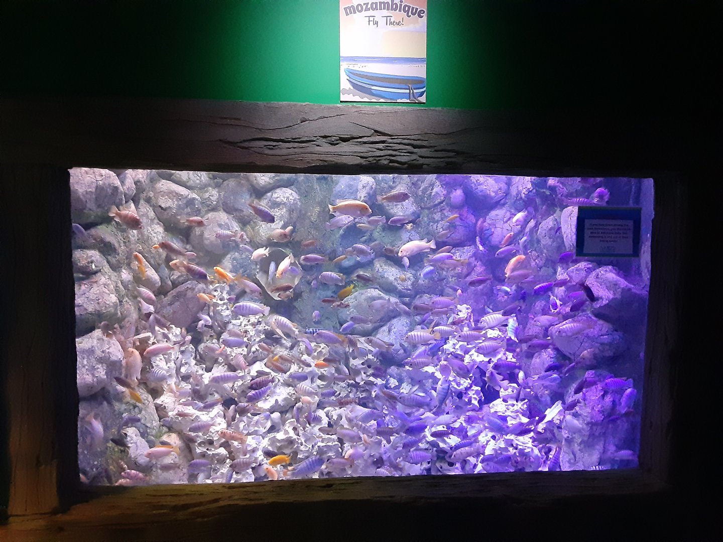 African Cichlids Signage