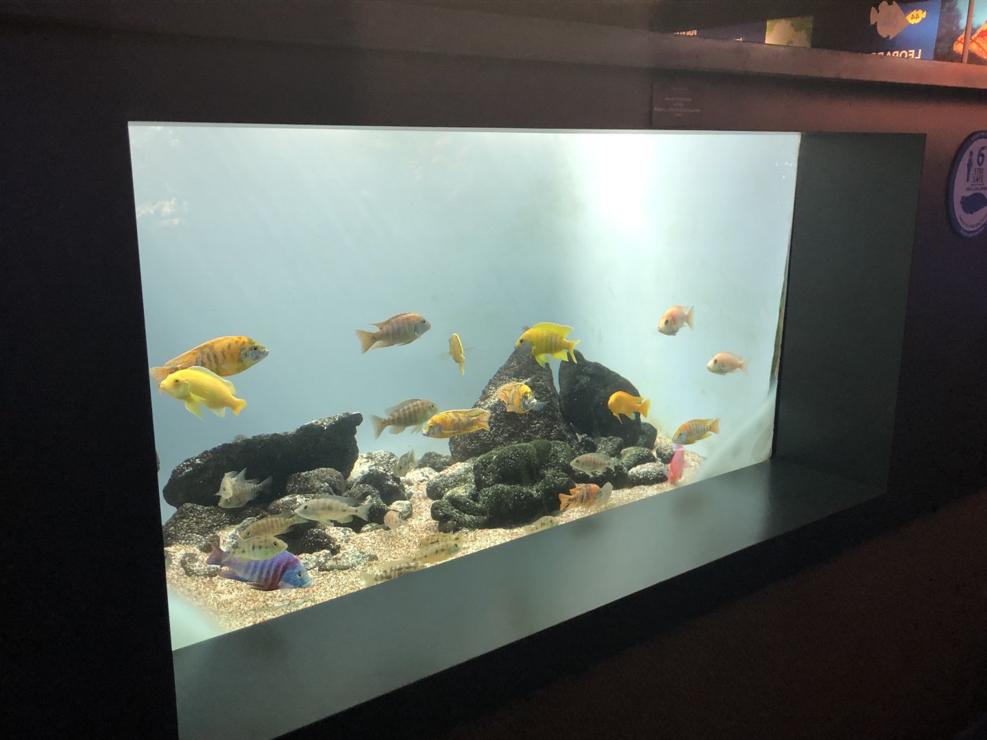 African cichlids tank