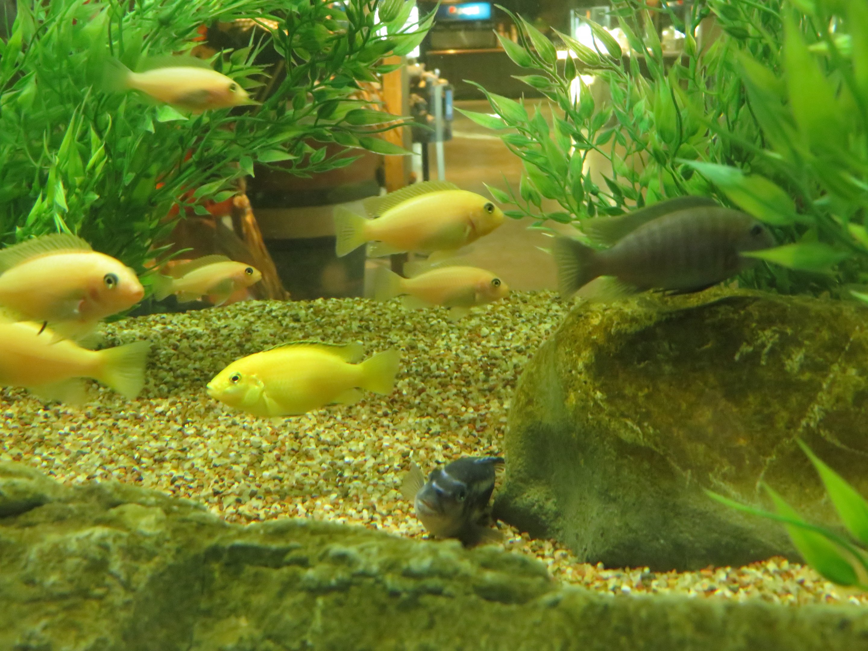 African Cichlids (unsigned)