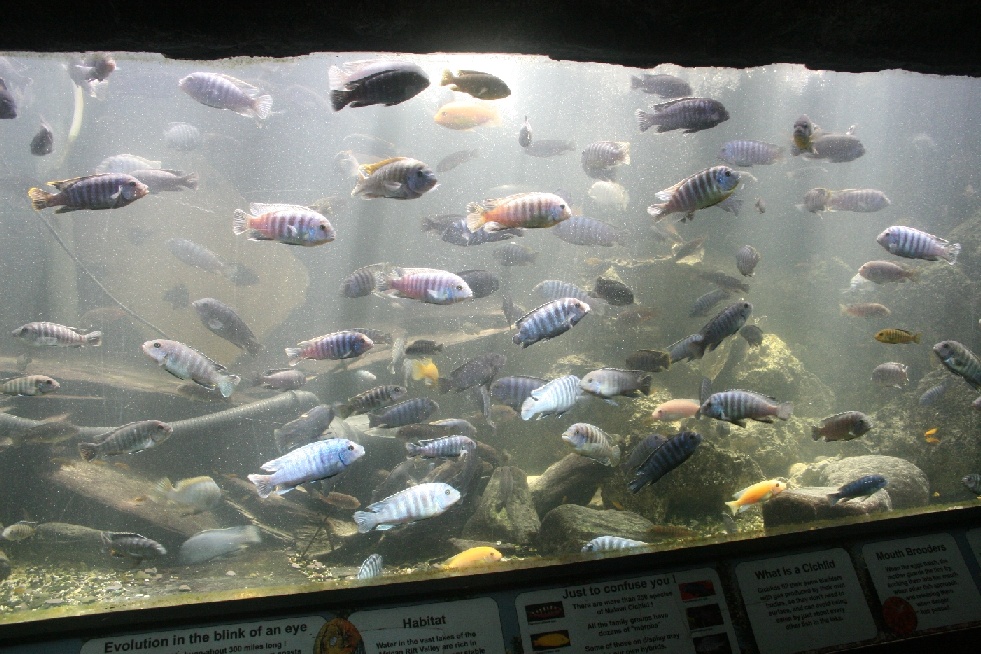 African cichlids