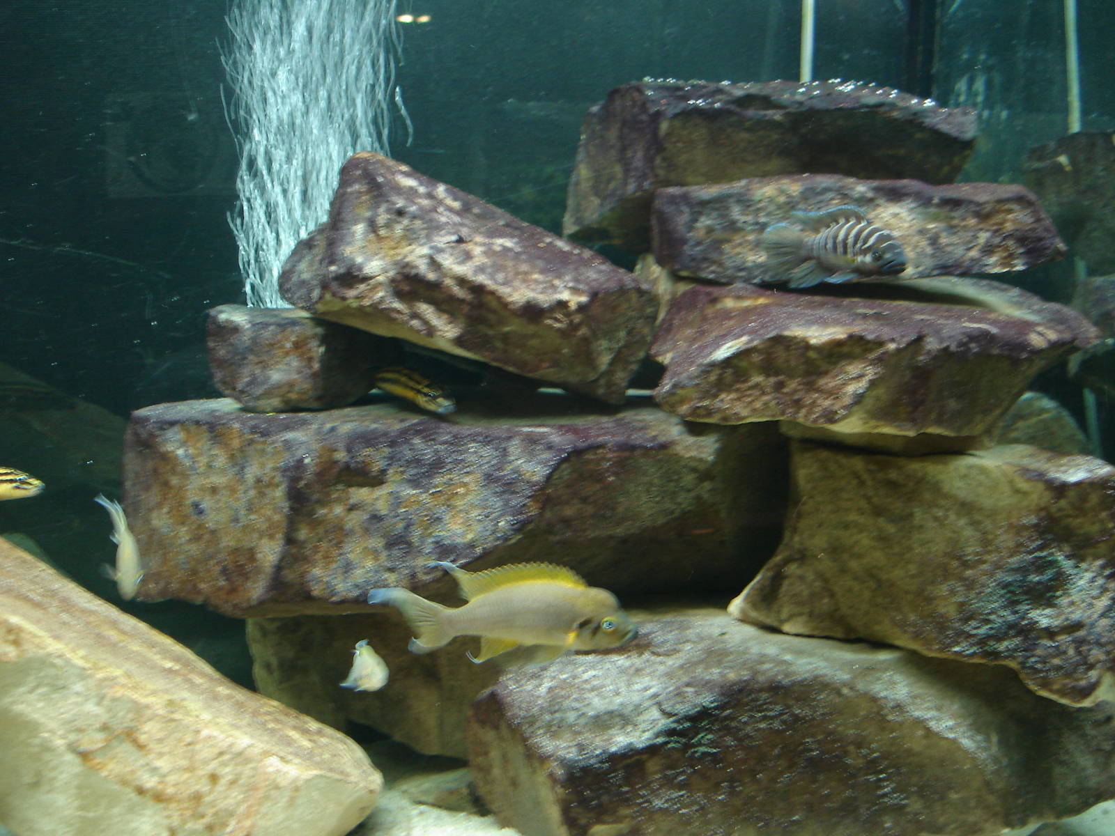 African cichlids