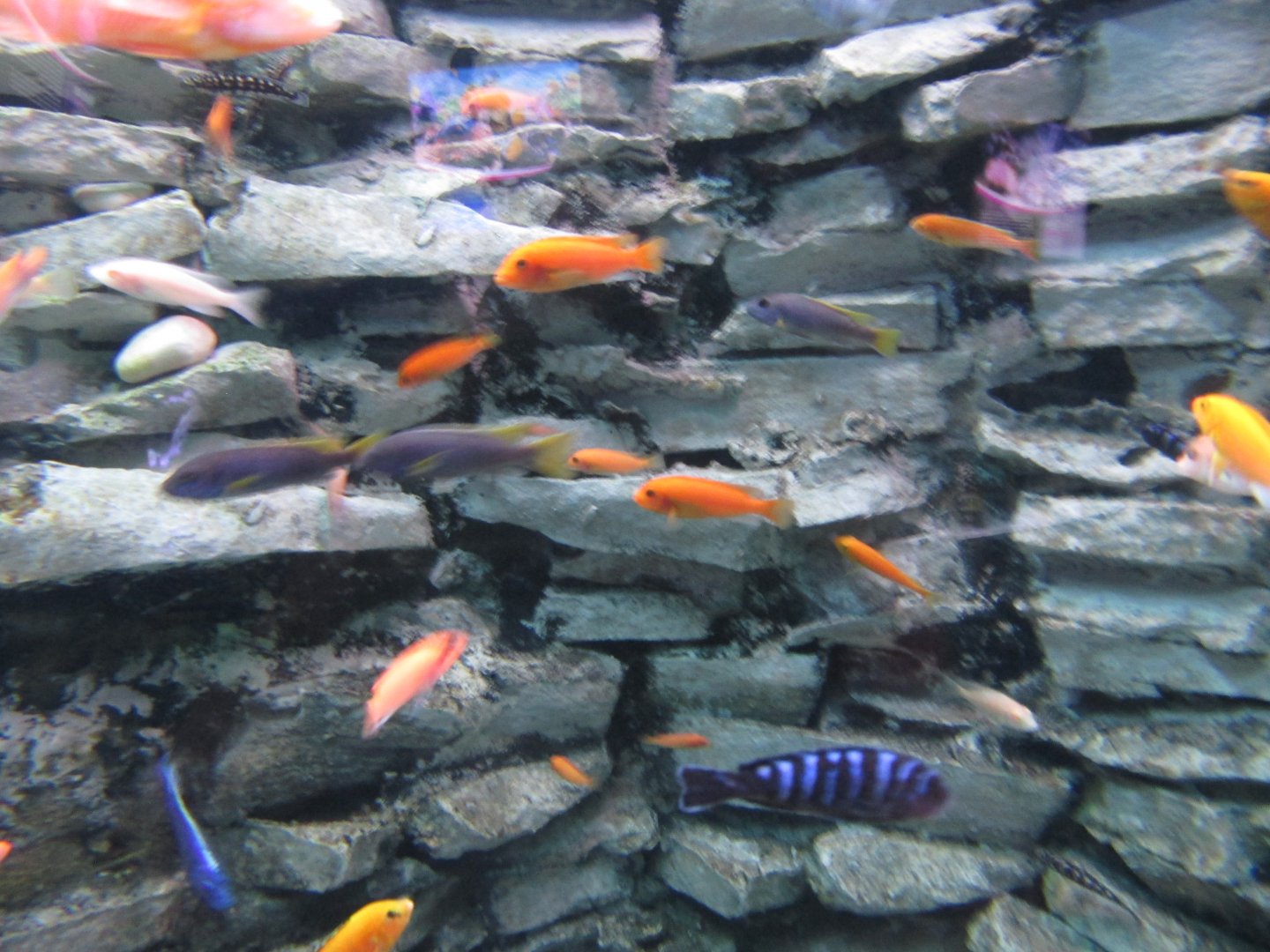 african cichlids