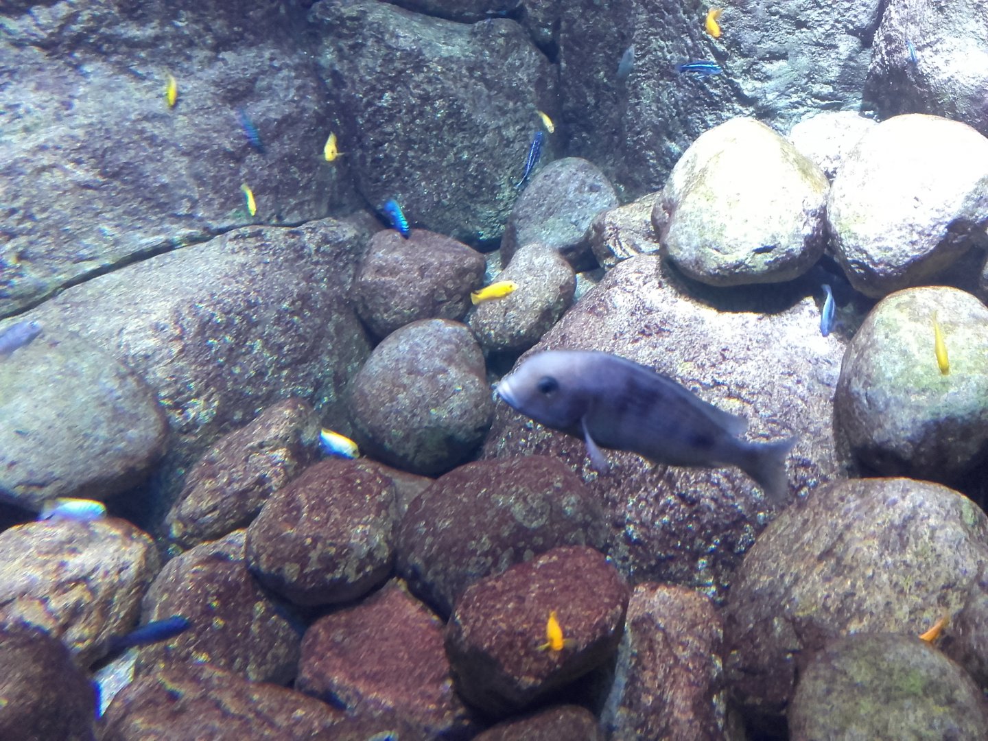 African cichlids