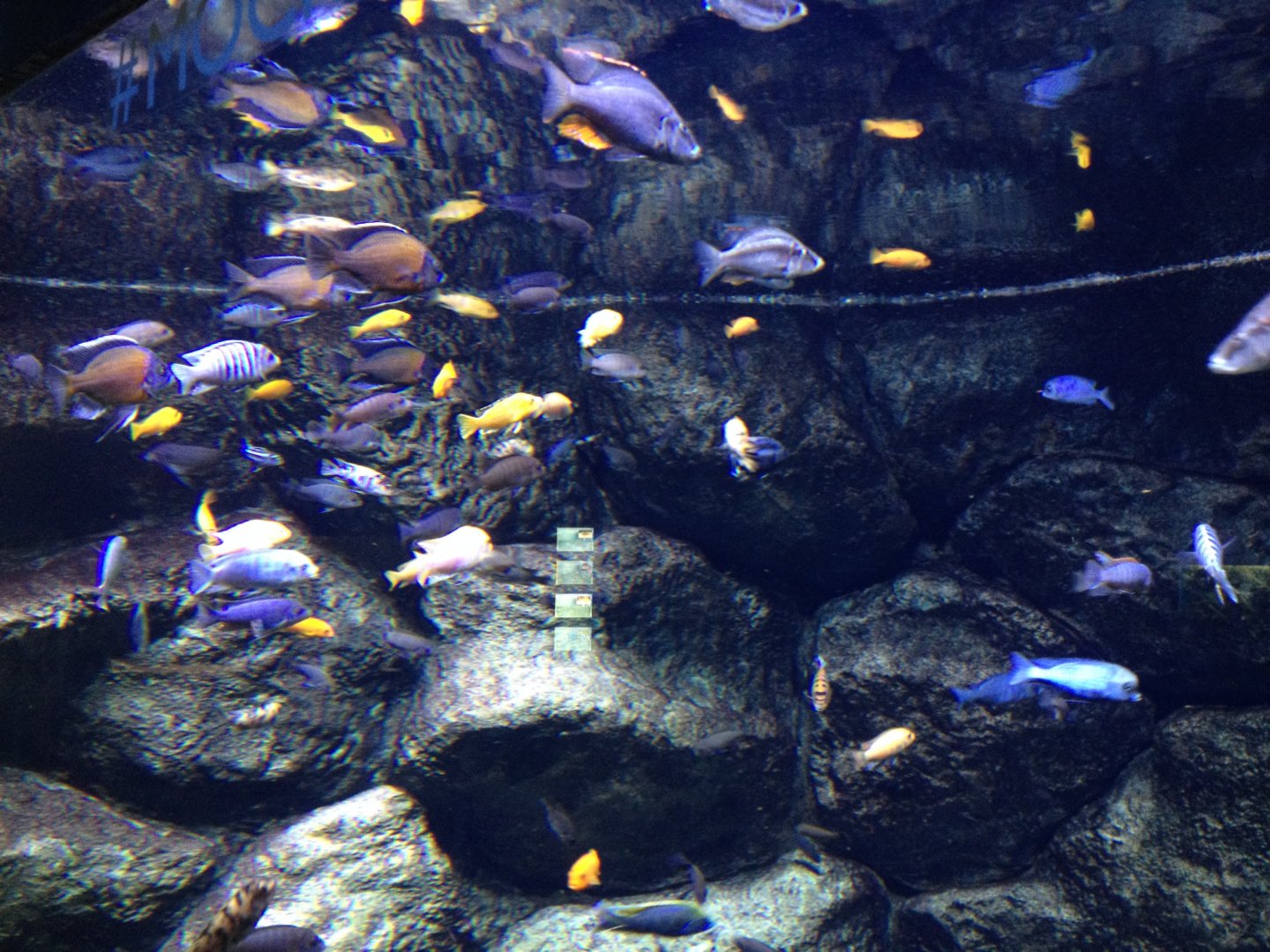 African cichlids