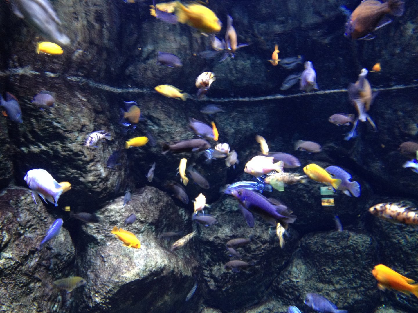 African cichlids