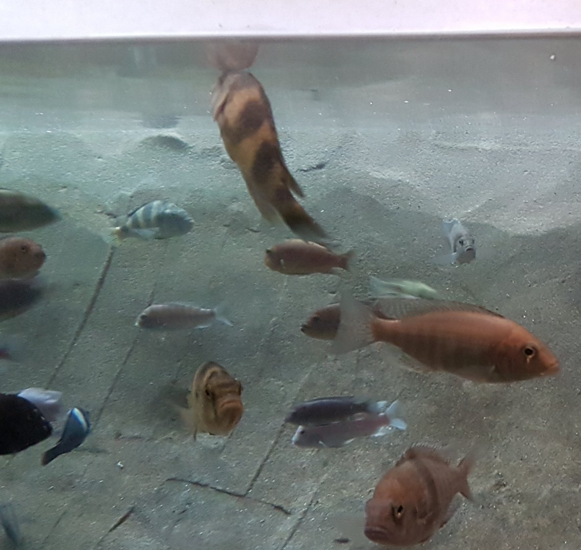 African cichlids