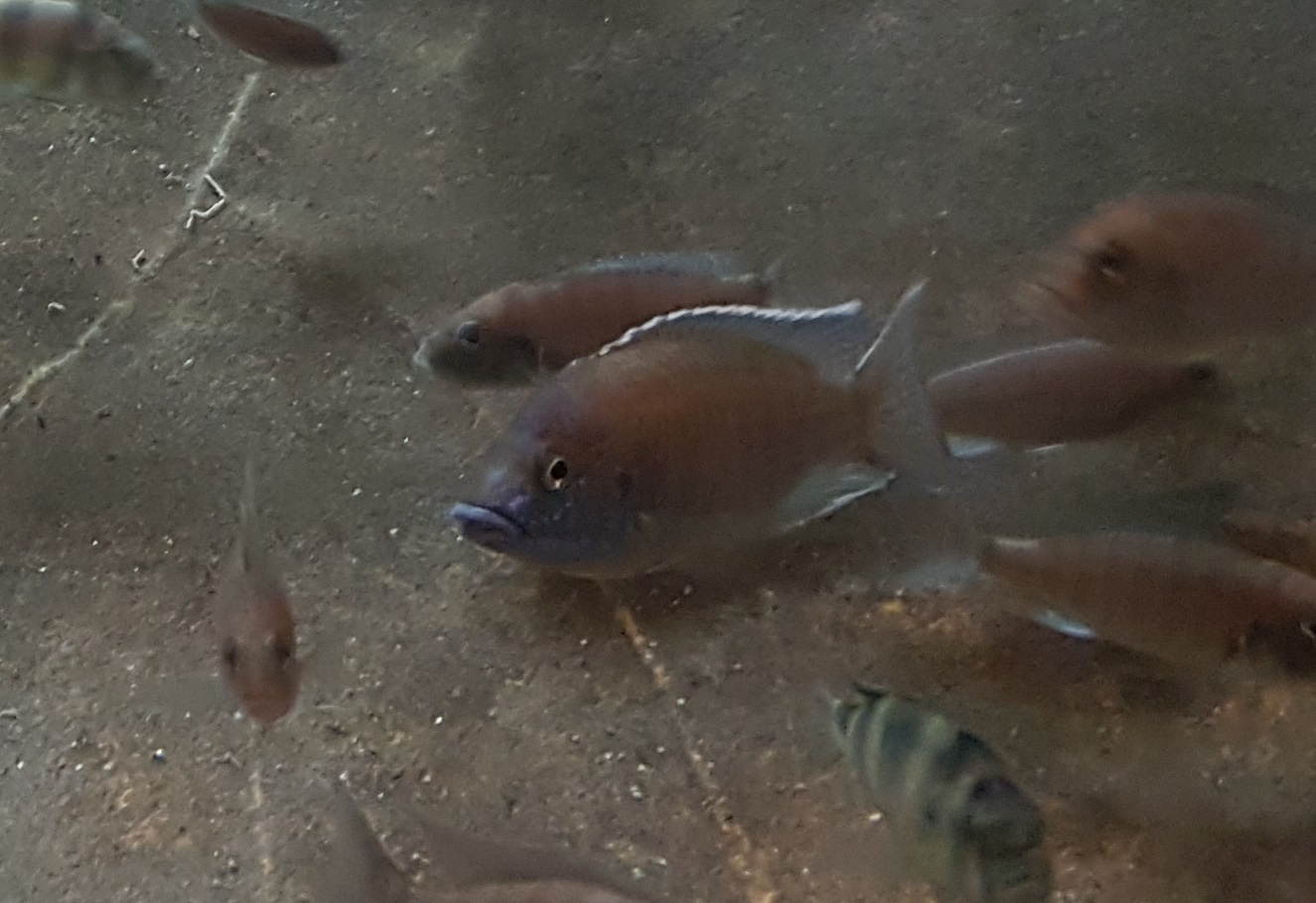 African cichlids