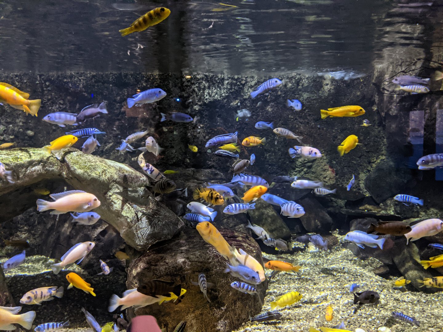 African Cichlids