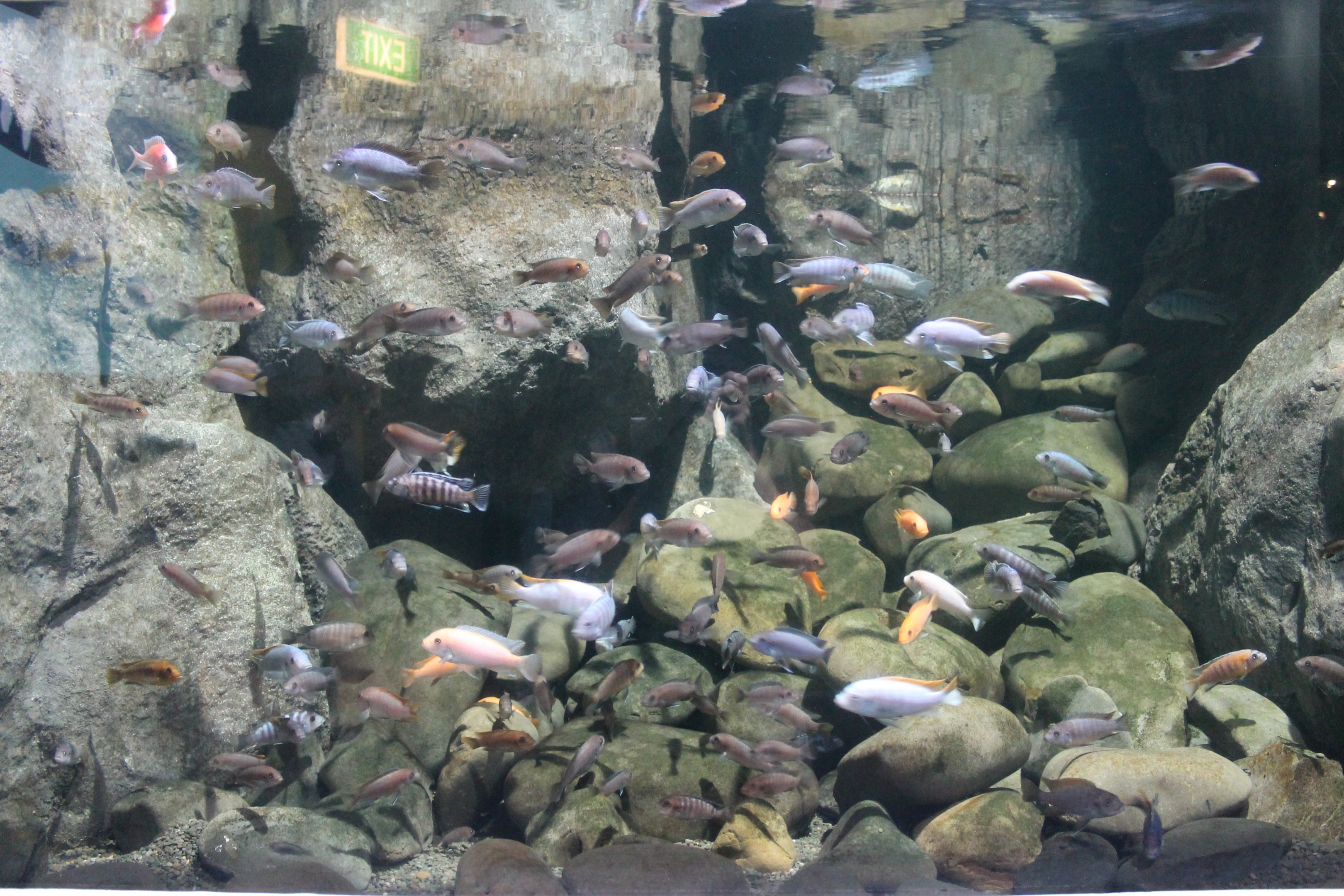 African cichlids