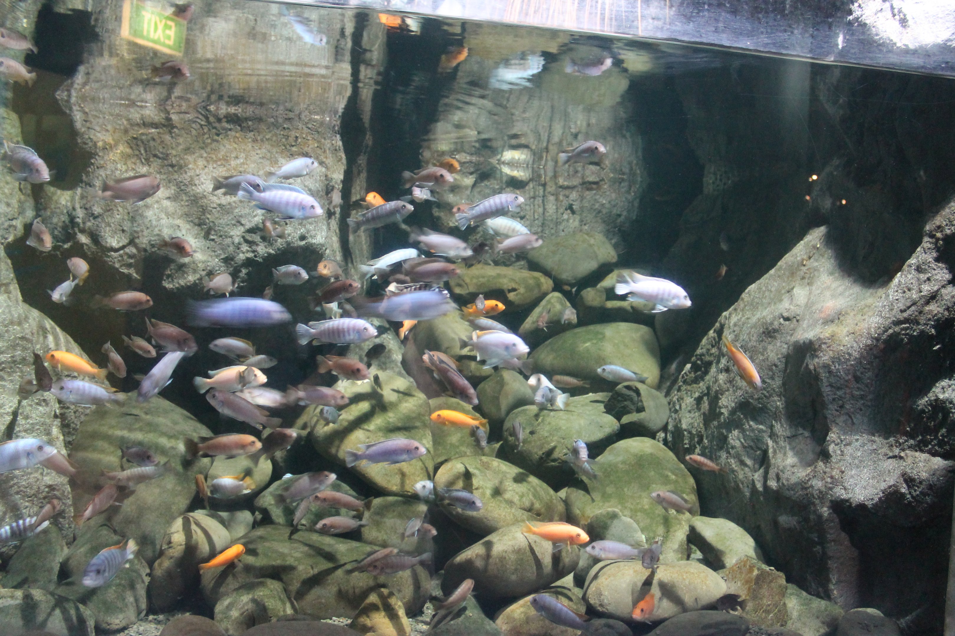 African cichlids
